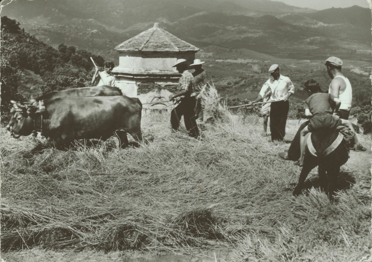 carte postale BATTAGE DU BLE EN CORSE 1950 012370 Photo