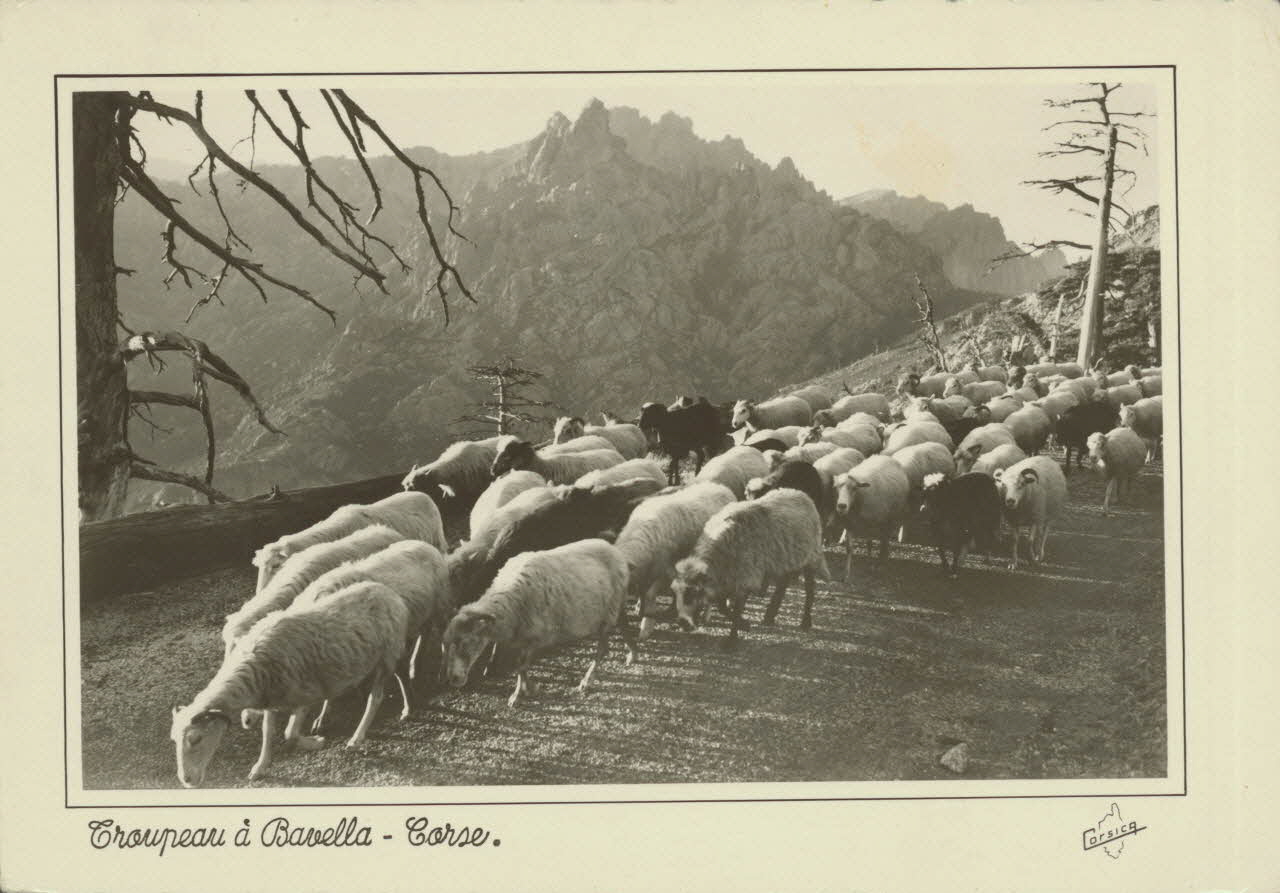 carte postale TROUPEAU AU COL BAVELLA. CORSE 1921-1950 012388 Photo