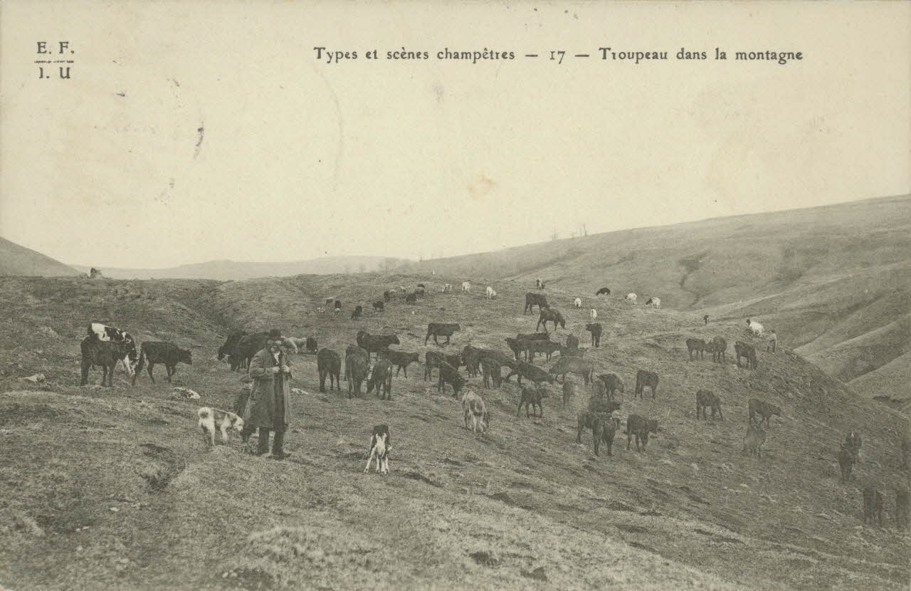 carte postale TROUPEAU DANS LA MONTAGNE 1903-1920 012389 Photo