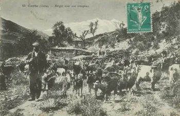 carte postale CORTE. BERGER AVEC SON TROUPEAU 1916 012408  Photo