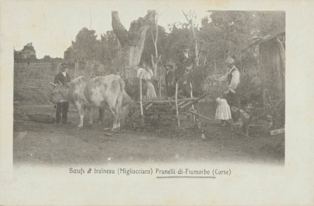 carte postale BOEUFS ET TRAINEAU 1903-1920 012415 Photo