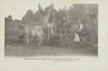 carte postale BOEUFS ET TRAINEAU 1903-1920 012415 Photo