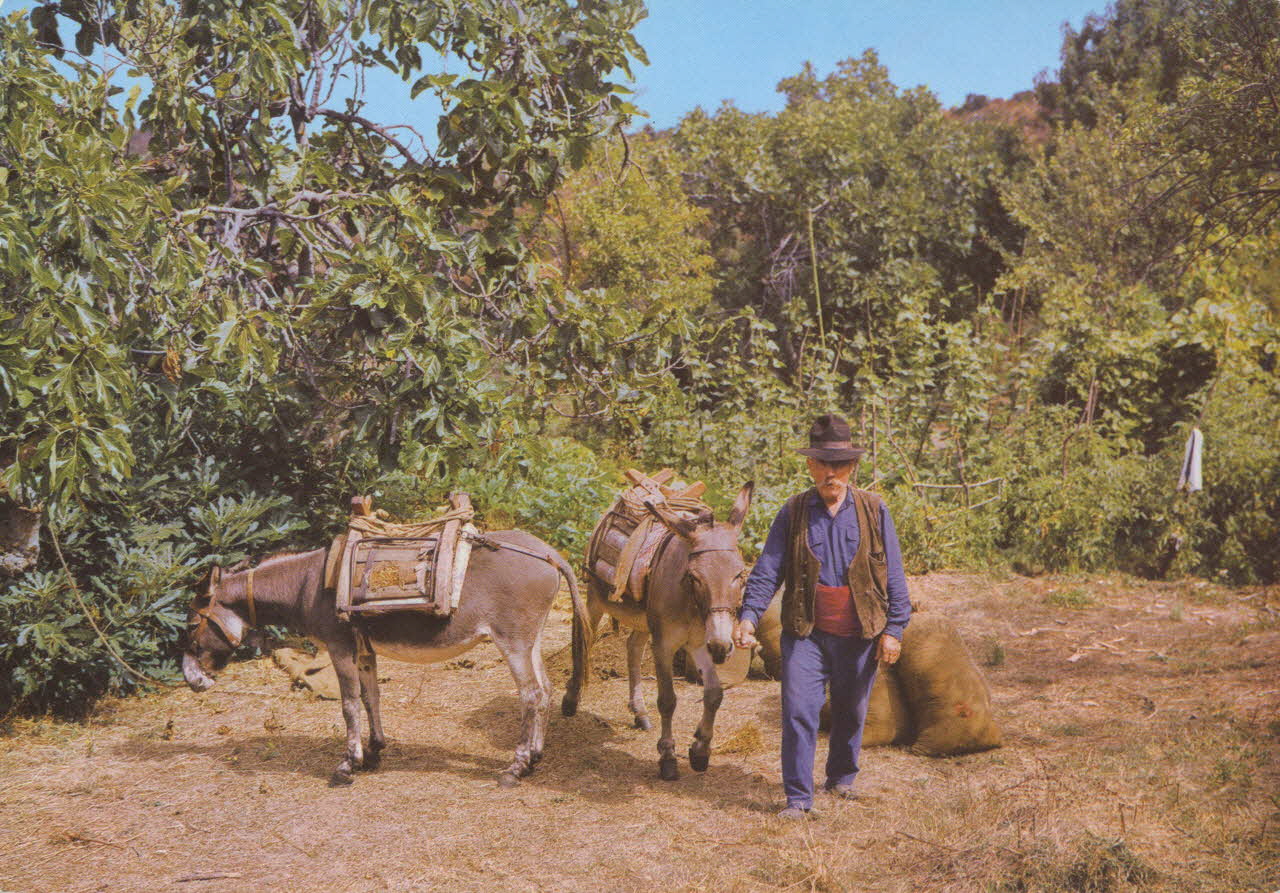 carte postale DANS LA CAMPAGNE 1950 012610 Photo