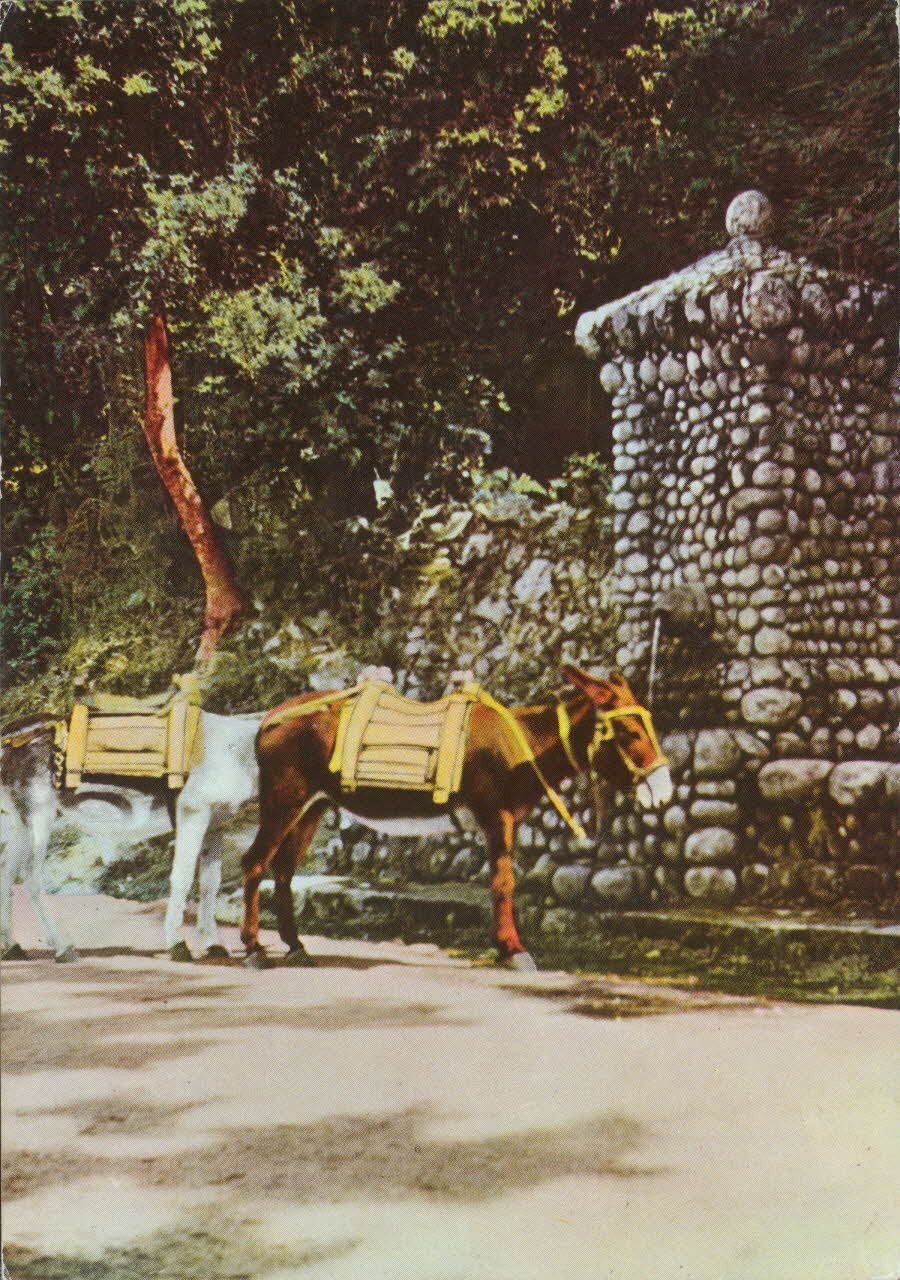 carte postale ANES A L'ABREUVOIR 1950 012611 Photo