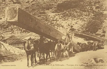carte postale TRANSPORT D'UN MADRIER 1903-1920 012615 Photo