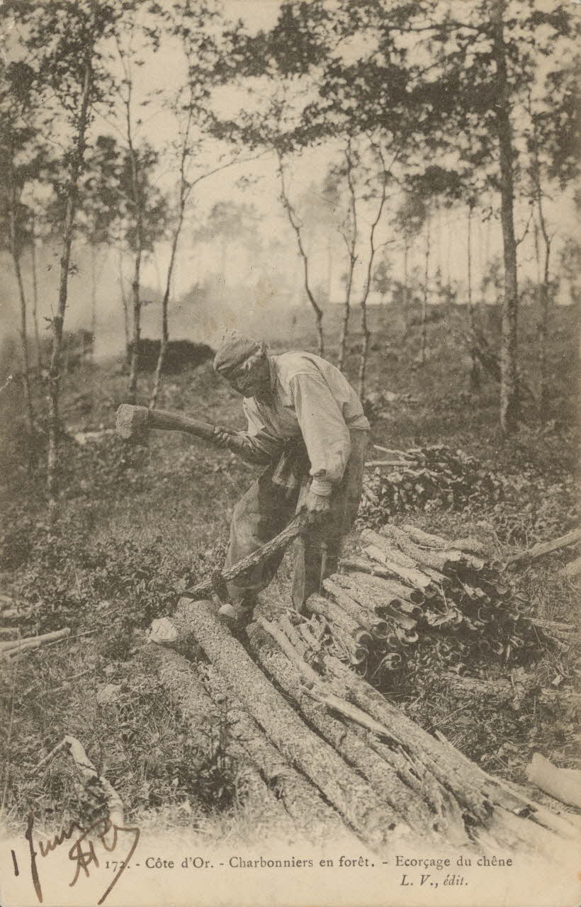 carte postale ECORCAGE DU CHENE 1904 013114 Photo