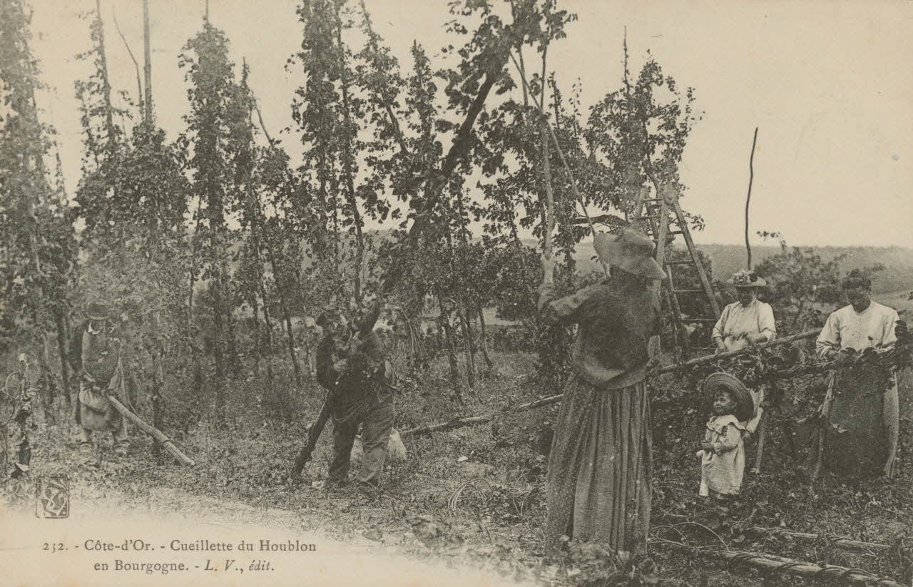 carte postale CUEILLETTE DU HOUBLON EN BOURGOGNE 1903-1920 013115 Photo