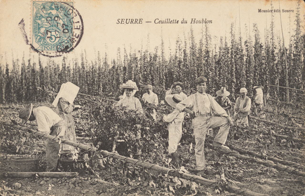carte postale CUEILLETTE DU HOUBLON Côte-d'Or 1903-1920 013126 Photo