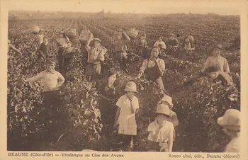 carte postale BEAUNE. VENDANGES AU CLOS DES AVAUX Côte-d'Or 1903-1920 013135  Photo