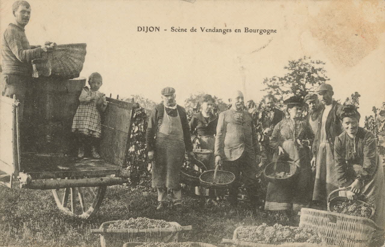 carte postale SCENE DE VENDANGES EN BOURGOGNE Côte-d'Or 1903-1920 013146 Photo