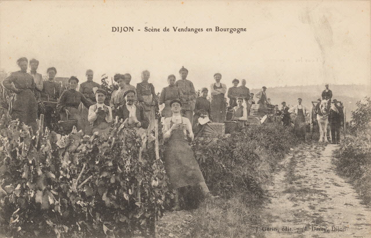 carte postale SCENE DE VENDANGES EN BOURGOGNE 1903-1920 013150 Photo