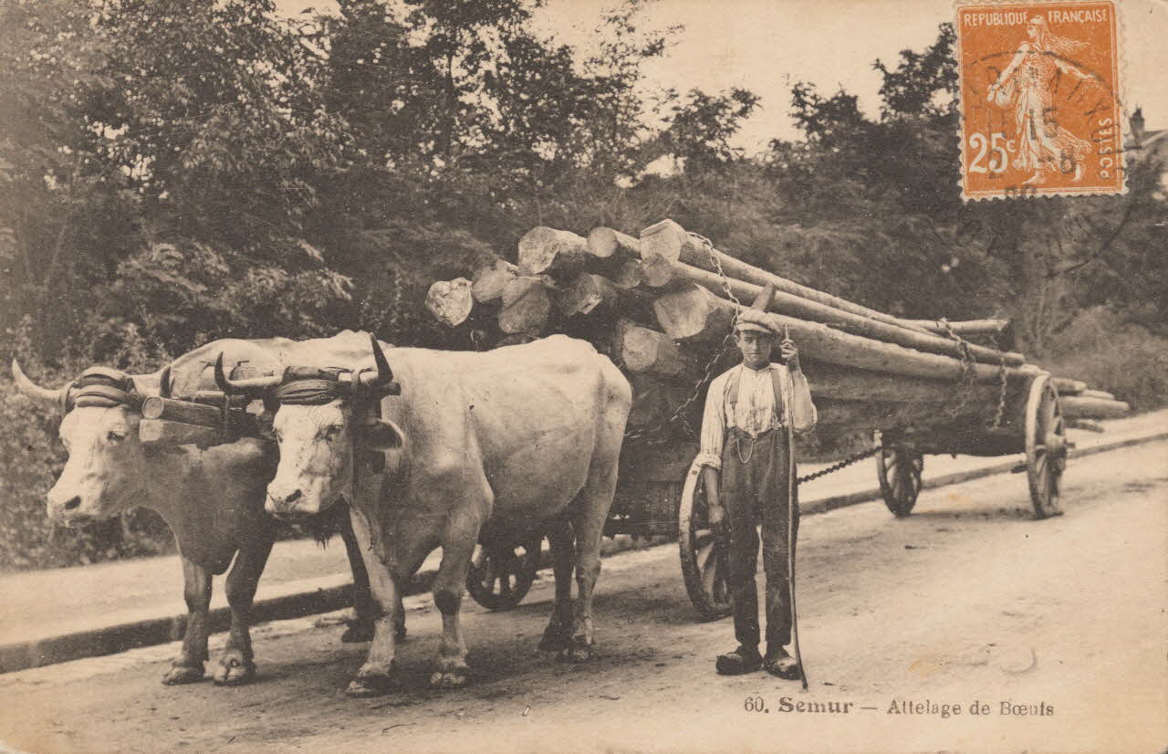 carte postale SEMUR-ATTELAGE DE BOEUFS Côte-d'Or 1903-1920 013489 Photo