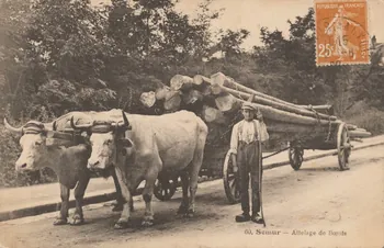 carte postale SEMUR-ATTELAGE DE BOEUFS Côte-d'Or 1903-1920 013489 Photo