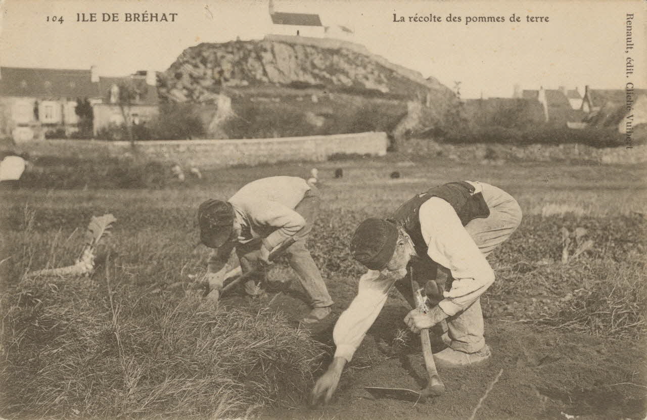 carte postale LA RECOLTE DES POMMES DE TERRE Côtes-d'Armor 1903-1920 014357 Photo