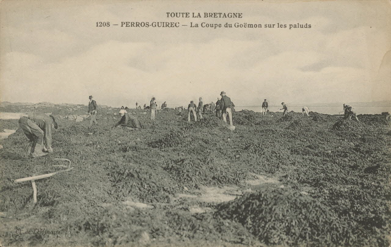 carte postale LA COUPE DU GOEMON SUR LES PALUDS Côtes-d'Armor 1903-1920 014394 Photo