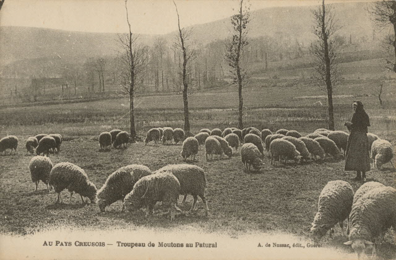 carte postale TROUPEAU DE MOUTONS AU PATURAL 1903-1920 015077 Photo