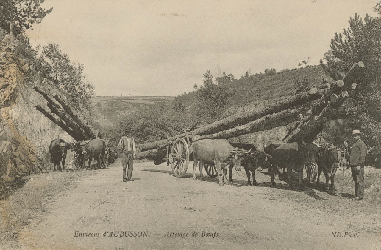 carte postale ATTELAGE DE BOEUFS Creuse 1903-1920 015185 Photo