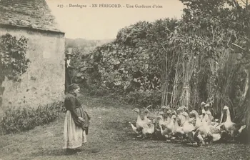 carte postale EN PERIGORD. UNE GARDEUSE D'OIES 1903-1920 015353 Photo