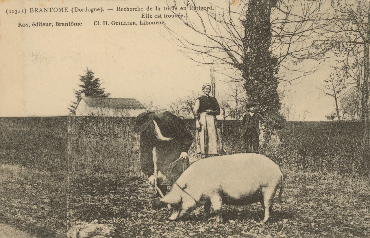carte postale RECHERCHE DE LA TRUFFE EN PERIGORD Dordogne 1903-1920 015357 Photo