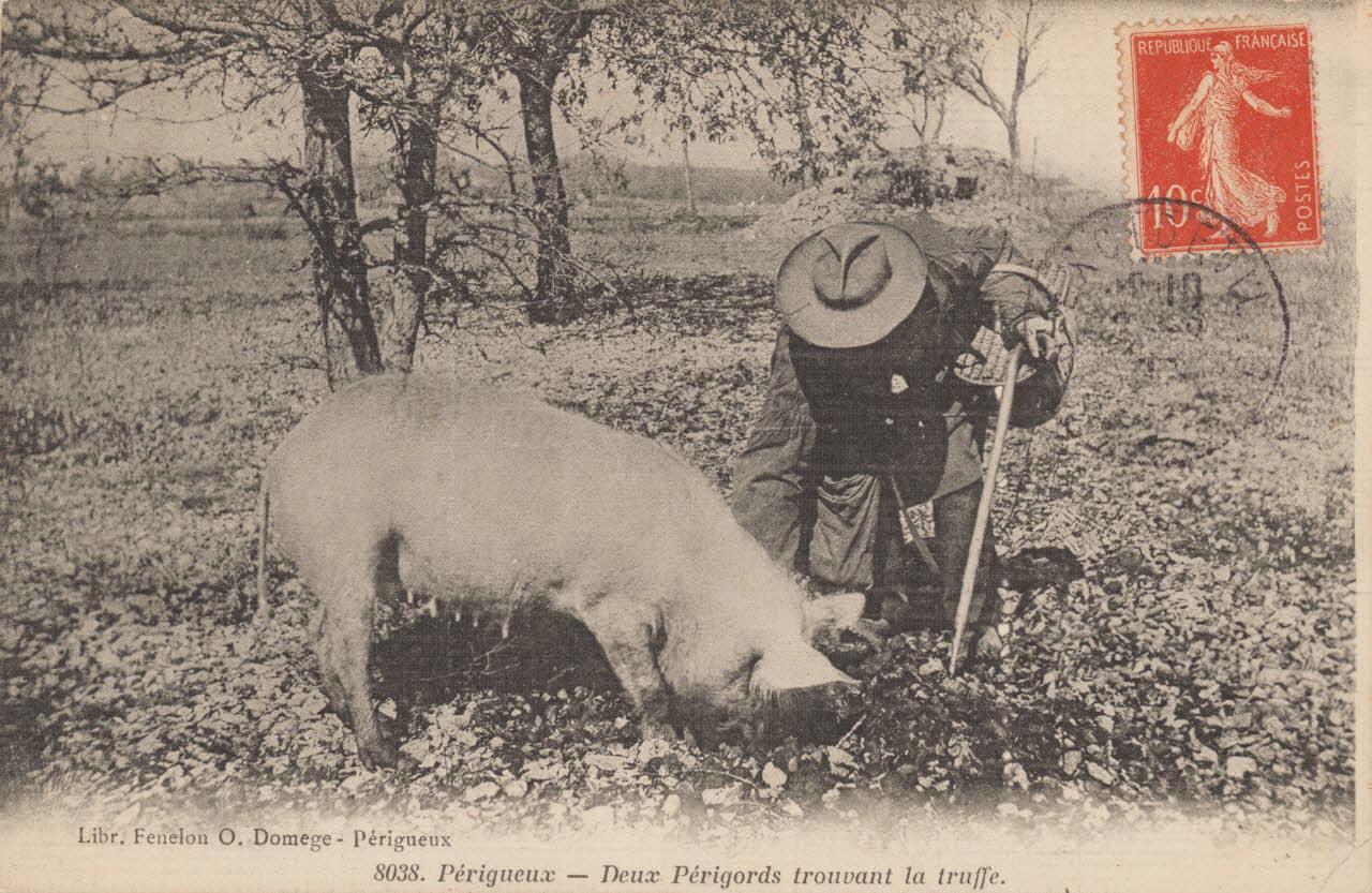 carte postale DEUX PERIGORDS TROUVANT LA TRUFFE Dordogne 1907 015358 Photo