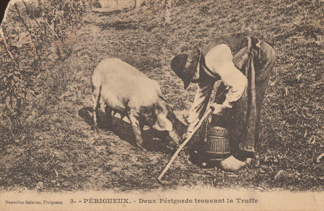 carte postale DEUX PERIGORDS TROUVANT LA TRUFFE Dordogne 1914 015359 Photo