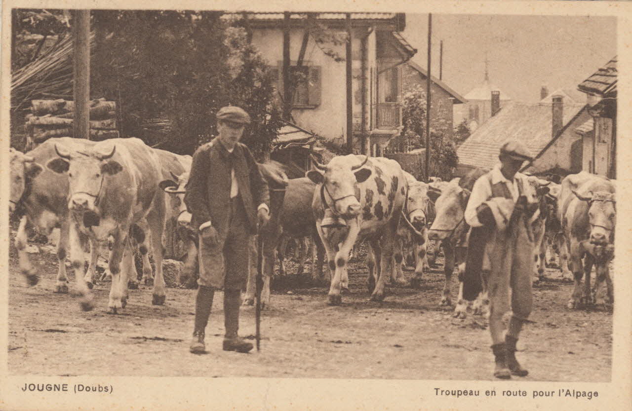 carte postale TROUPEAU EN ROUTE POUR L'ALPAGE Doubs 1903-1920 015727 Photo