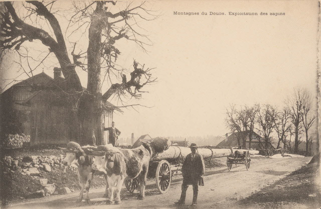 carte postale EXPLOITATION DE SAPINS 1903-1920 015910 Photo
