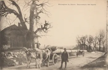 carte postale EXPLOITATION DE SAPINS 1903-1920 015910 Photo