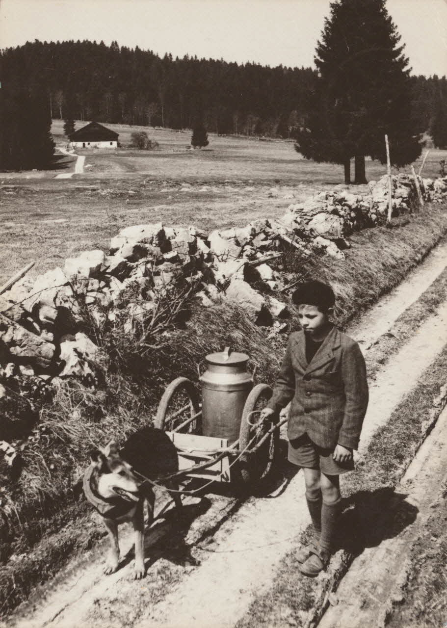 carte postale LE TRANSPORT DU LAIT 1957 015911 Photo