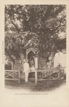 carte postale L'IF DE LA HAYE DE ROUTOT DE 14 SIECLES Eure 1903 016243 Photo