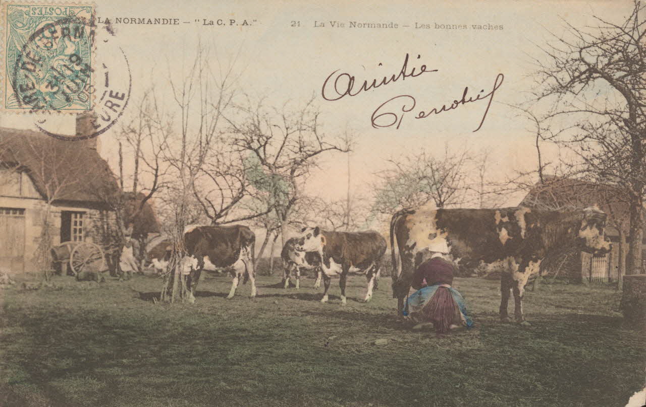 carte postale LA VIE NORMANDE. LES BONNES VACHES 1906 016490 Photo