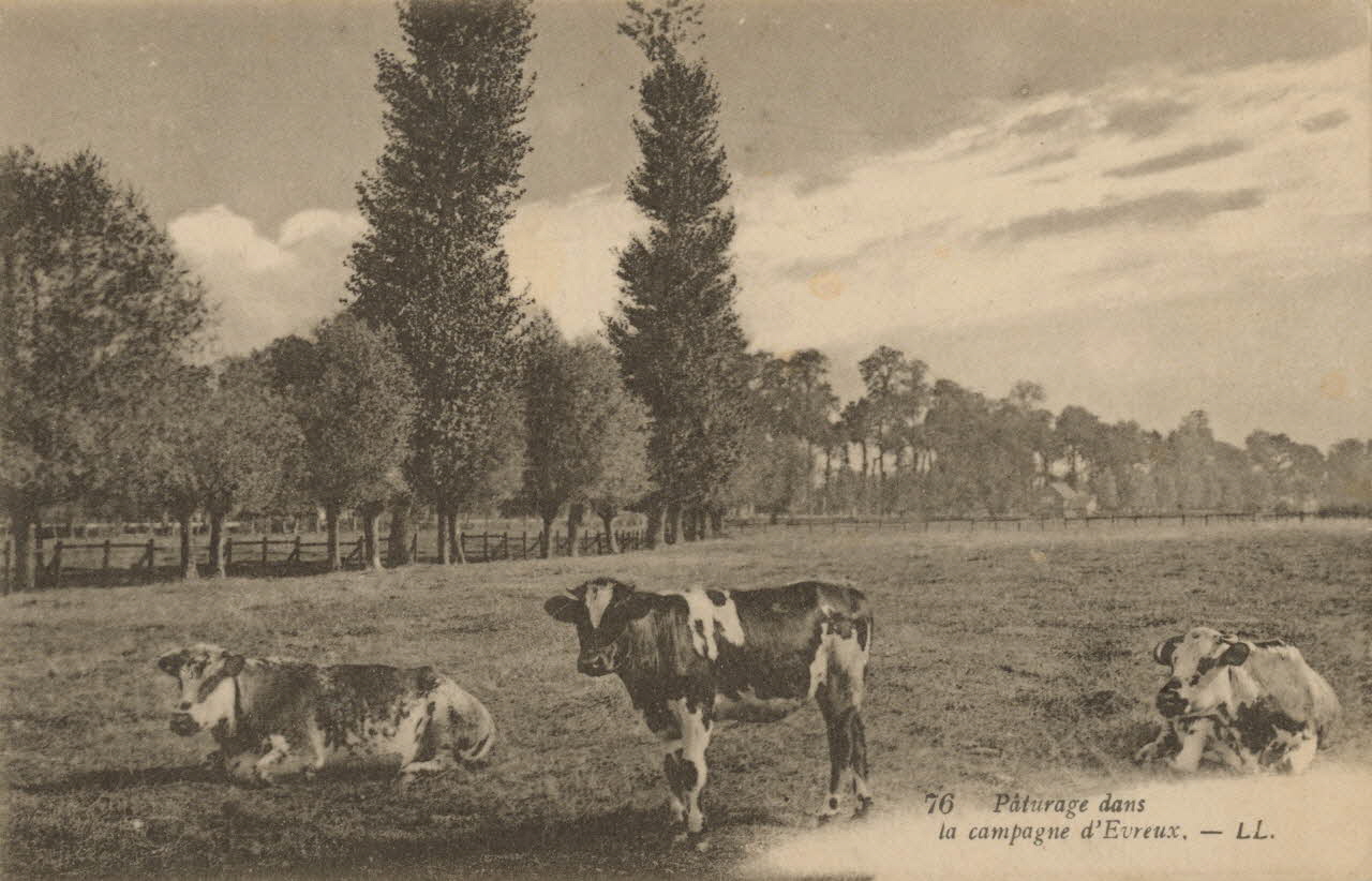 carte postale PATURAGE DANS LA CAMPAGNE D'EVREUX Eure 1903 016514 Photo