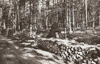 carte postale LYONS-LA-FORET. SOUS-BOIS Eure 1950 016522 Photo
