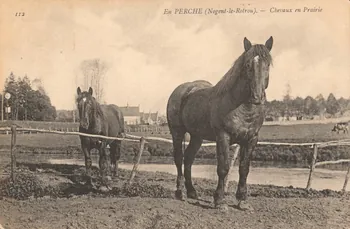 carte postale EN PERCHE. CHEVAUX EN PRAIRIE Eure-et-Loir 1908 017552 Photo