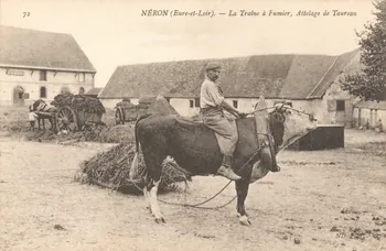 Neurdein Frères carte postale La traine … fumier, attelage de taureau Eure-et-Loir 1903-1920 017814 Photo