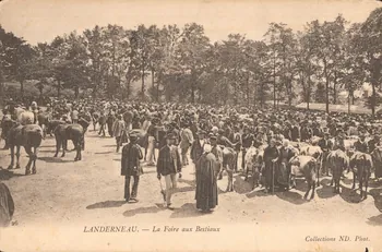 carte postale LA FOIRE AUX BESTIAUX Finistère 1906 019951 Photo