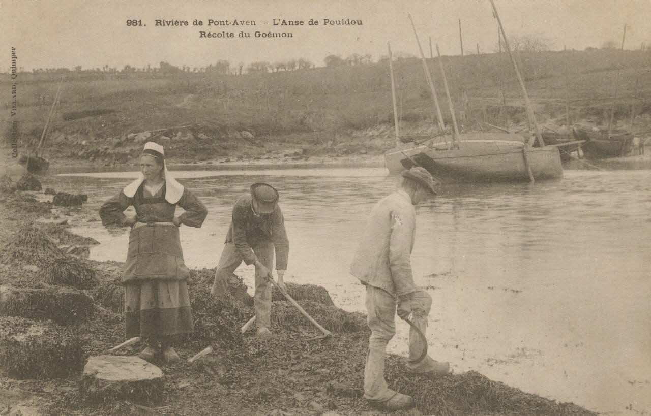 carte postale RECOLTE DU GOEMON Finistère 1903 020388 Photo