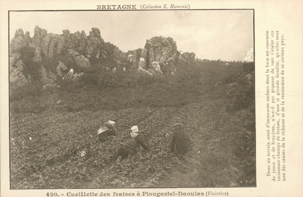 carte postale CUEILLETTE DES FRAISES. PLOUGASTEL Finistère 1903 020403 Photo