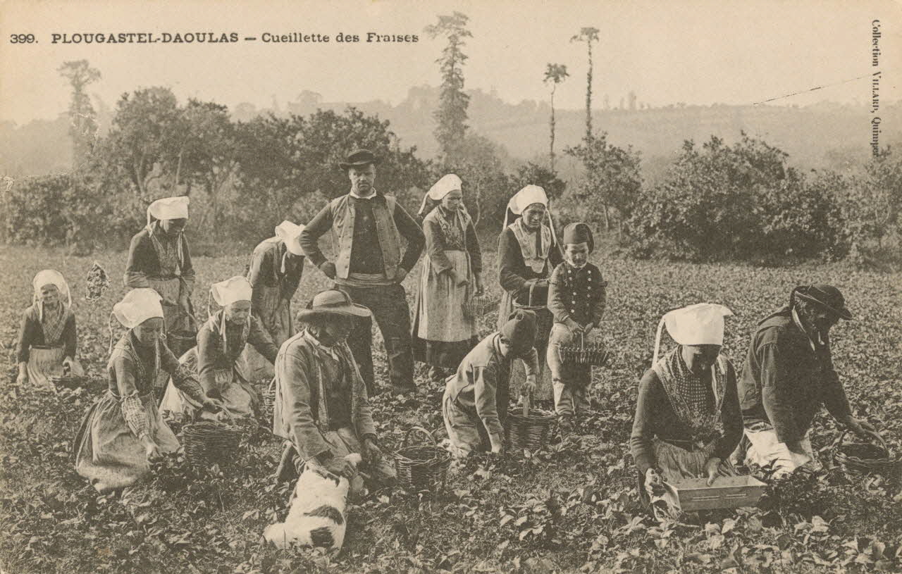 carte postale CUEILLETTE DES FRAISES. PLOUGASTEL Finistère 1903-1920 020404 Photo