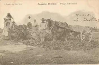 carte postale BRULAGE DU GOUEMON Finistère 1903 020407 Photo