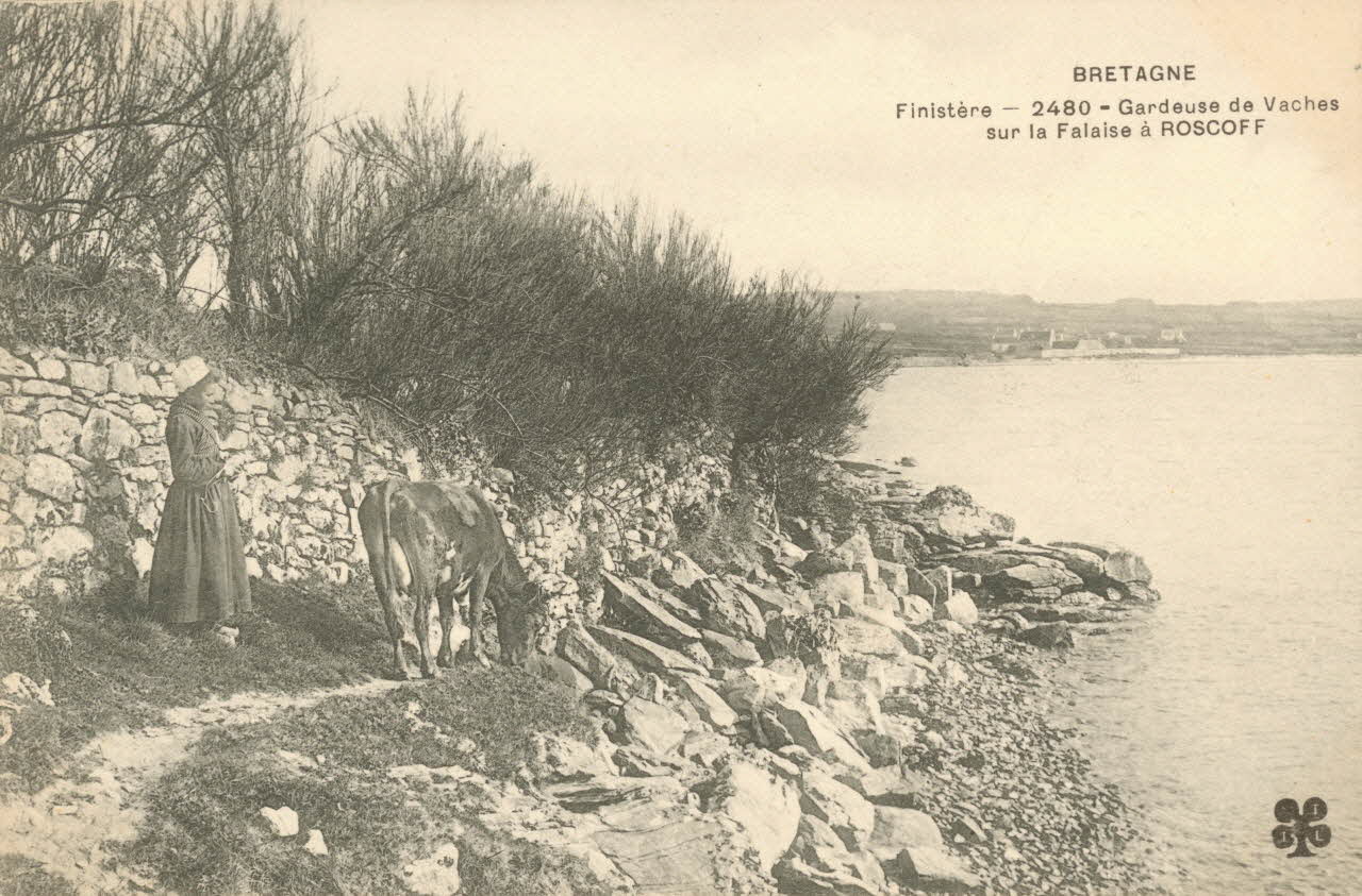 carte postale GARDEUSE DE VACHES SUR LA FALAISE Finistère 1903-1920 020410 Photo