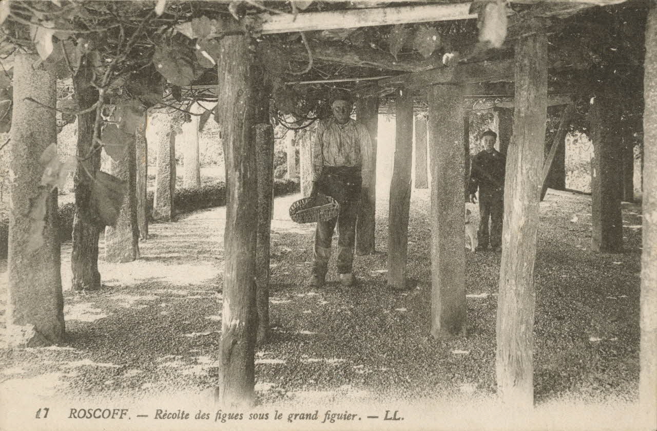 carte postale RECOLTE DES FIGUES SOUS LE FIGUIER Finistère 1903-1920 020412 Photo