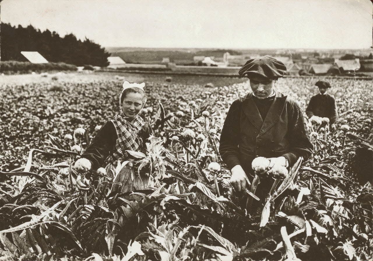 carte postale LA RECOLTE DES ARTICHAUTS Finistère 1950 020413 Photo