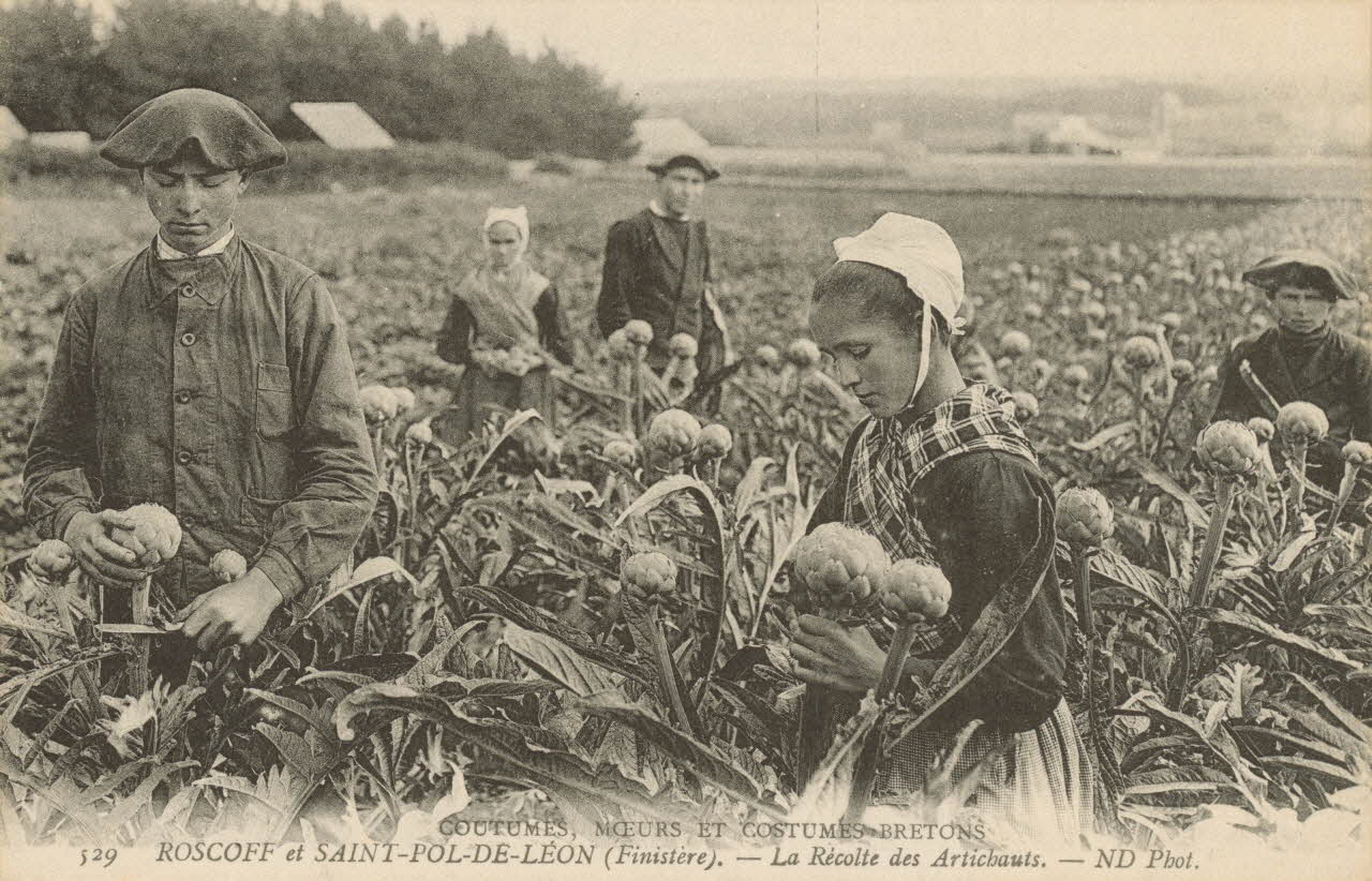 carte postale RECOLTE DES ARTICHAUTS. ROSCOFF Finistère 1903-1920 020414 Photo