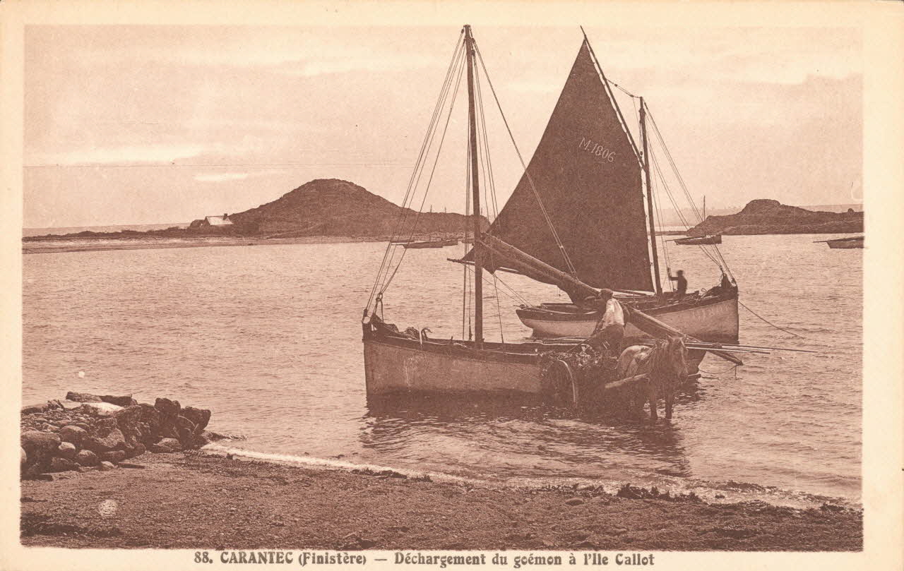 carte postale DECHARGEMENT DU GOEMON Finistère 1903-1920 020534 Photo