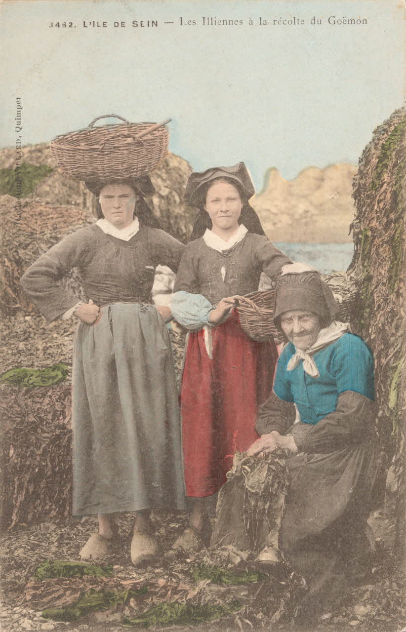carte postale ILLIENNES A LA RECOLTE DU GOEMON Finistère 1903-1920 020617 Photo