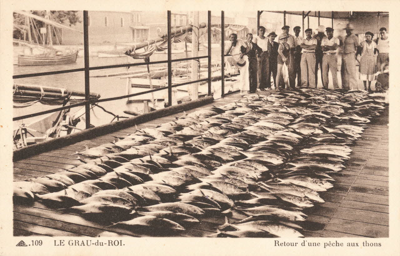 carte postale RETOUR D'UNE PECHE AUX THONS Gard 1921-1950 021912 Photo