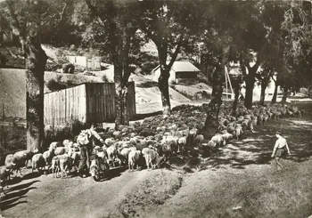 carte postale UNE TRANSHUMANCE Gard 1950 021921 Photo