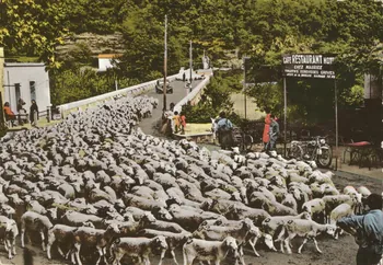 carte postale UNE TRANSHUMANCE Gard 1950 021922 Photo