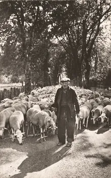 carte postale BERGER CEVENOL ET SON TROUPEAU Gard 1960 021924 Photo